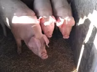 Boar, Pigs — photo 2