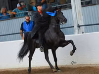 Caballo, Rocky Mountain Horse — foto 4