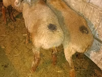 Schaf, Schafe — Foto 2