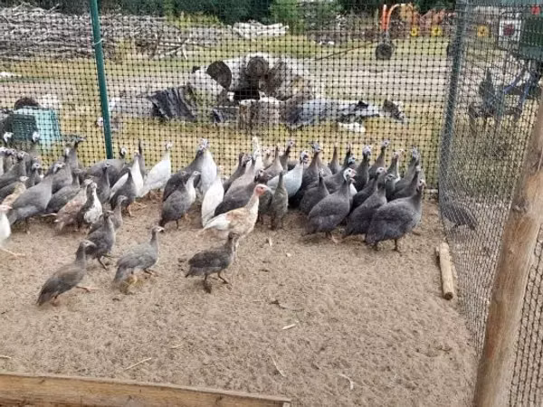 Guinea fowl