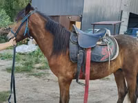 Caballo, Caballos — foto 4