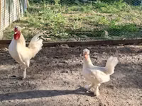 Chickens — الصورة 1