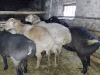 Widder, Edilbay sheep — Foto 3