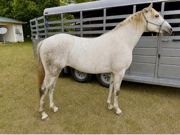 公马, Missouri foxtrotter