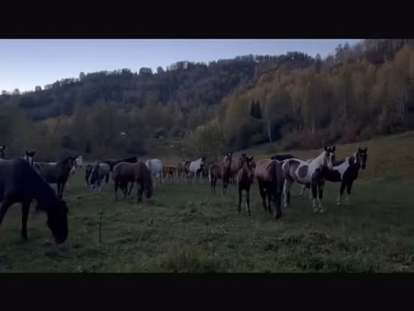 घोड़ी, New Altai Horse