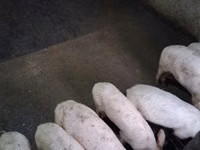 Азарга гахай, Гахай — 3 зураг