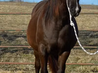 घोड़ी, Quarter Horse — फ़ोटो 4