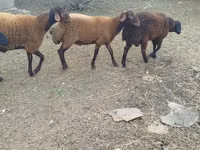 Sheep (batch, sex not specified), Karabakh sheep — photo 3