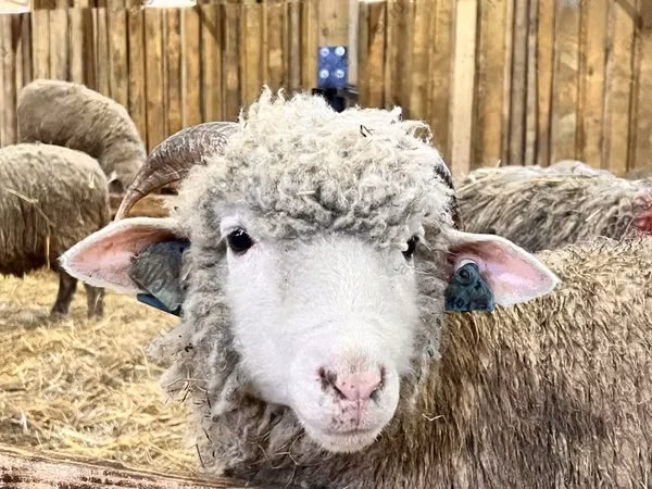 Хонь, Romanov sheep
