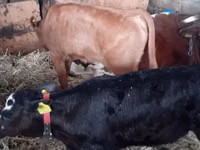 أبقار (دفعة، الجنس غير محدد), Russian Black pied cattle — الصورة 6
