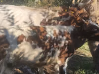 गाय, ऐरशायर — फ़ोटो 1