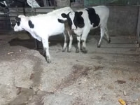 Үнээ, Russian Black pied cattle — 3 зураг