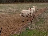 Sheep (batch, sex not specified), Charollais sheep — photo 3