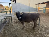 Cow, Cattle — photo 3