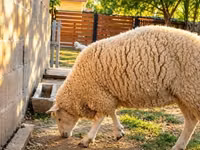 भेड़, British  Milksheep — फ़ोटो 2
