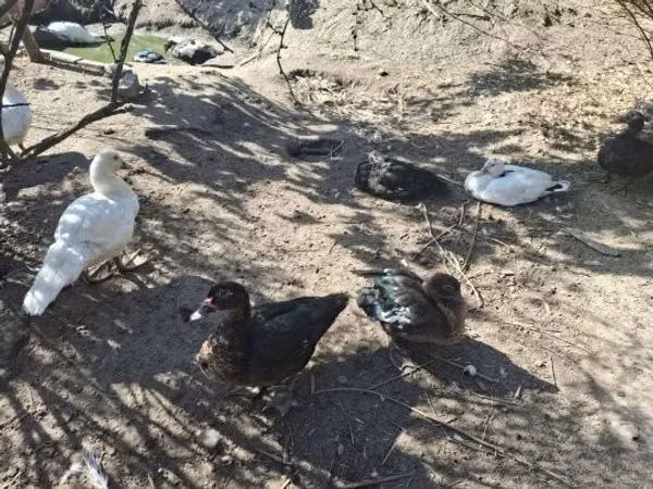 Ducks