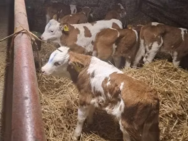 Cattle (batch, sex not specified), Simmental cattle