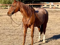 घोड़ा, Quarter Horse — फ़ोटो 3