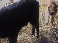 Bull, Cattle — photo 5