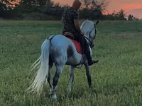 حصان, الخيول — الصورة 3