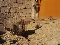 Slovenian Silver Hen — photo 1
