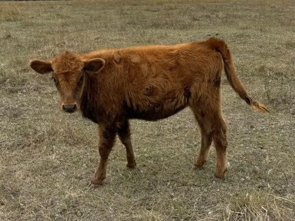 母牛, Cattle