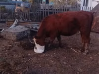 Cow, Cattle — photo 1