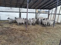 Widder, Romanov sheep — Foto 2