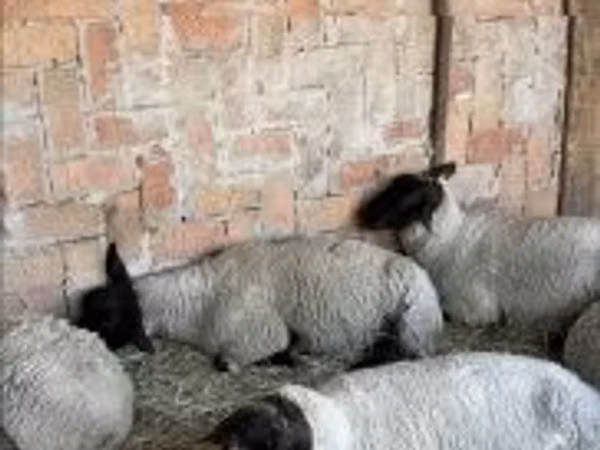 भेड़, White Suffolk sheep