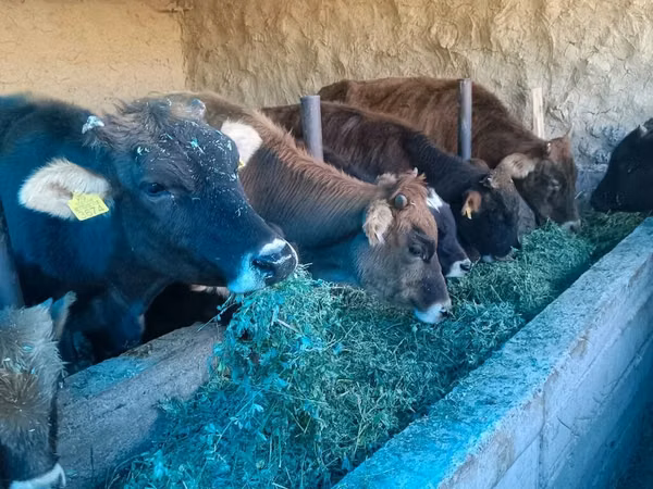 Vaca, Ganado vacuno
