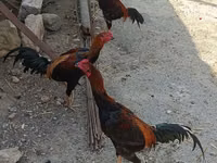 Chickens — الصورة 1