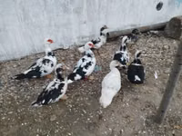 Ducks — photo 7