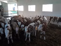 सांड, Simmental cattle — फ़ोटो 2