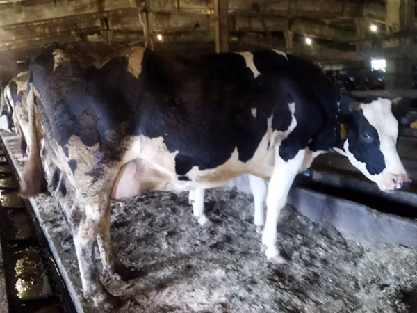 Үнээ, Russian Black pied cattle