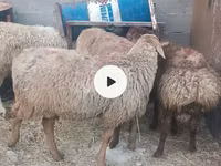 母羊, Sheep — 照片 2