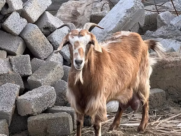 Goat, Nubian Goat