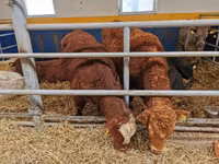 Toro, Simmental cattle — foto 3