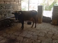 गाय, अज़रबैजान ज़ेबू — फ़ोटो 4