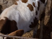 Bulle, Simmental cattle — Foto 5