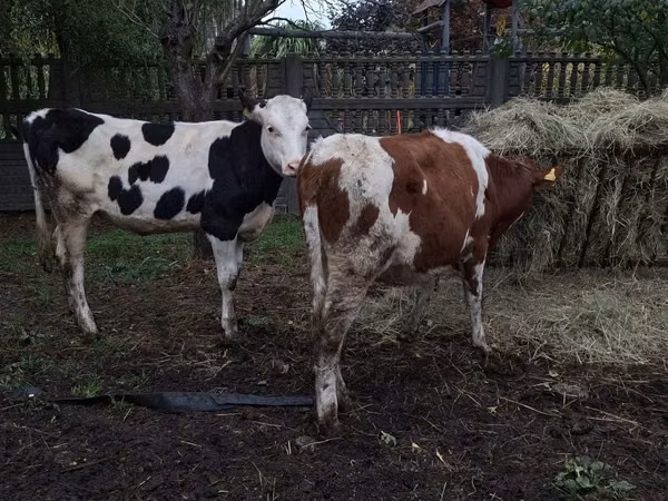 Kuh, Russian Black pied cattle