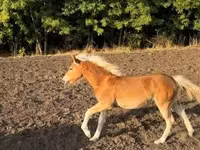 母马, Haflinger — 照片 2