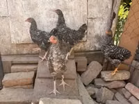 Chickens — 照片 1