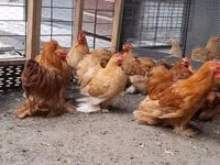 Pekin-Zwerg — Foto 5