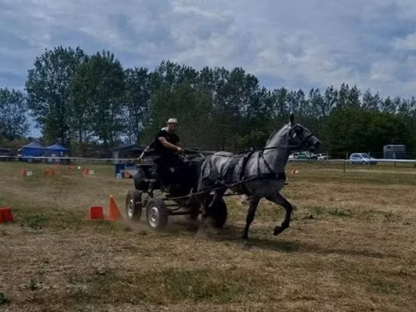 Адуу, Lipizzaner