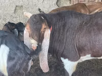 Ziegenbock, Kamori goats — Foto 1
