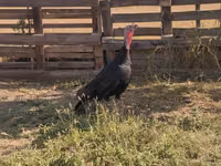 Norfolk Black — photo 1