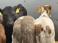 Rinder (Partie, Geschlecht nicht angegeben), Simmental cattle — Foto 4