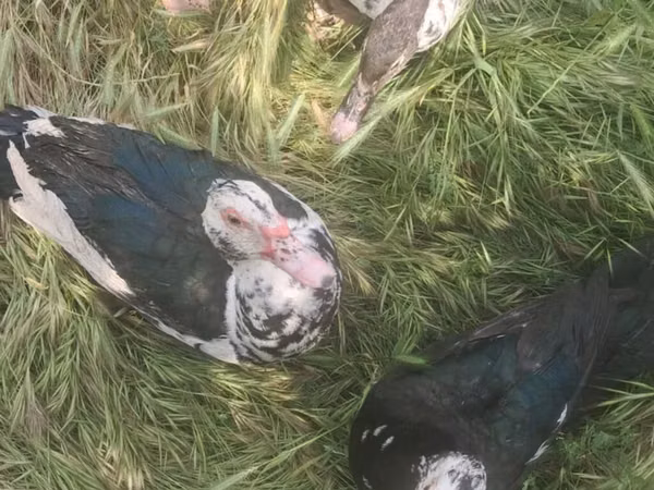 pato criollo doméstico