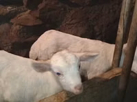 Billy Goat, Saanen goat — photo 6