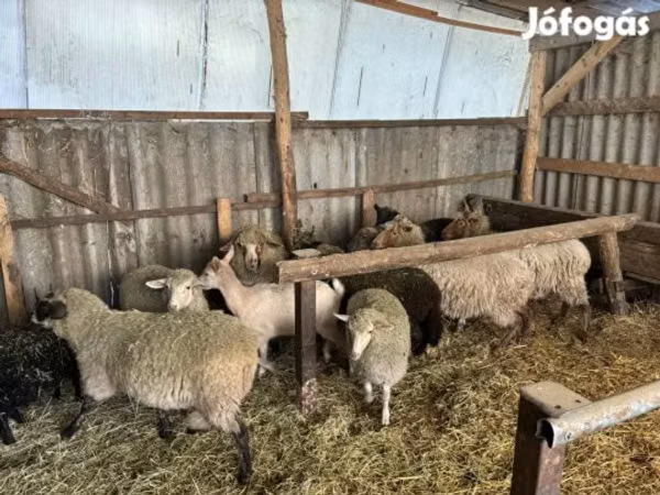 Хуц, Merino sheep